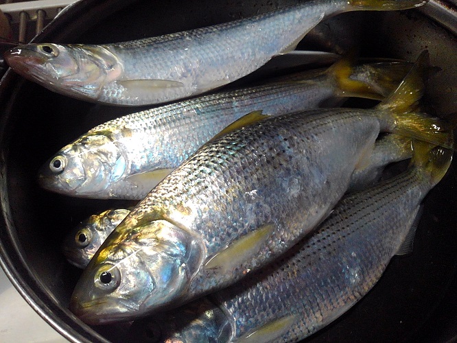 淀つりぐ店 公式 さぬき市のサビキ 昨日から 25 前後のコノシロが釣れ始めたようです で 本日も ほぼコノシロ 時々マイワシ コノシロは唐揚げや酢じめが美味しいですね 今日も一日ありがとうございました サビキ釣りでマイワシ