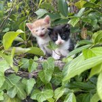 人間が触れたせいで親猫に置いて行かれた子猫たち…安易な気持ちで野良猫に接してはダメ!