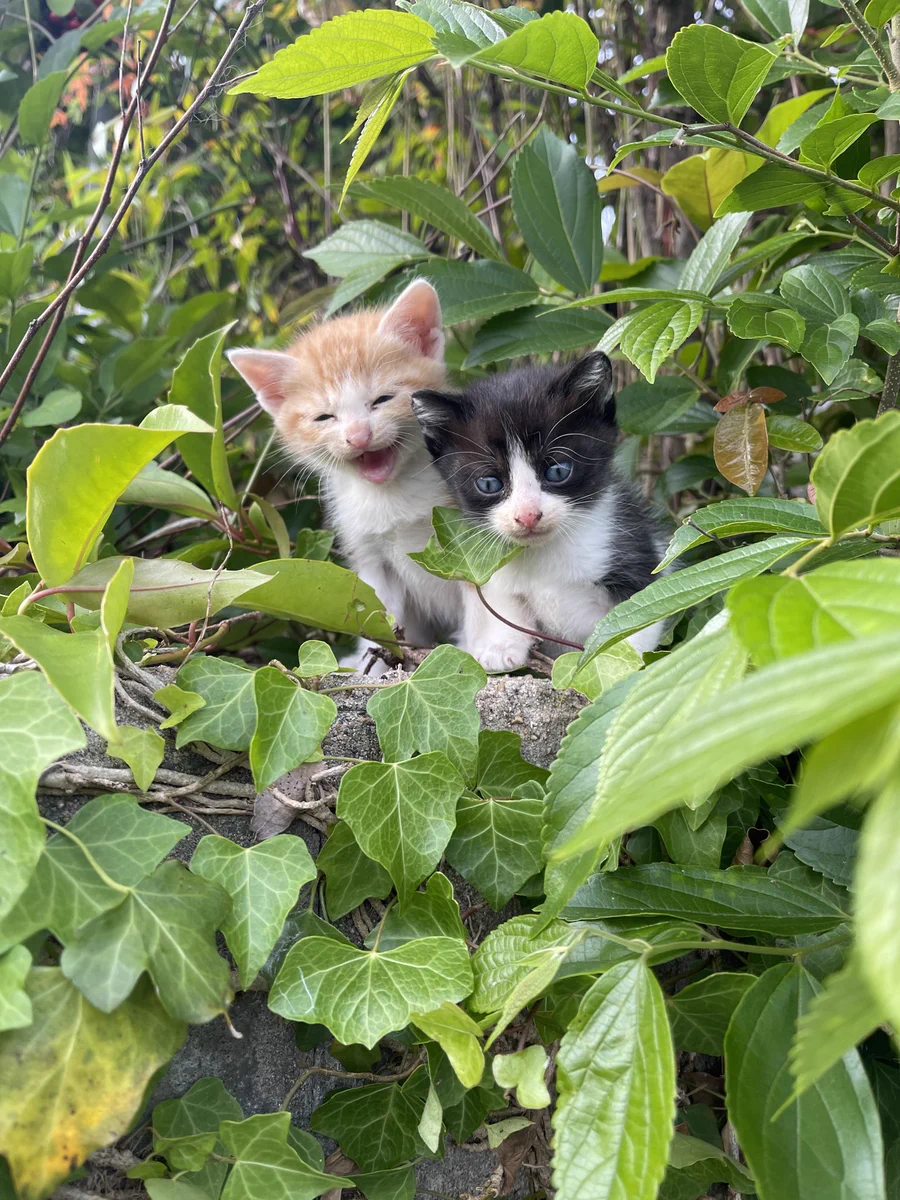 人間が触れたせいで親猫に置いて行かれた子猫たち…安易な気持ちで野良猫に接してはダメ！