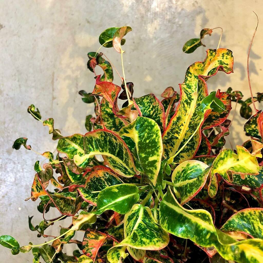 TP_K's tweet photo. コディアエウム（クロトン）・スパイラルハミング
¥6,600税込

#targetplants 
#indoorplants 
#codiaeum 
#croton 
#コディアエウム
#クロトン 
#クロトンスパイラルミング 
#ターゲットプランツ 
#観葉植物 
#大阪 
#南森町 
#植物のある暮らし https://t.co/psEfEJo7vu https://t.co/WrrUZXaQG1