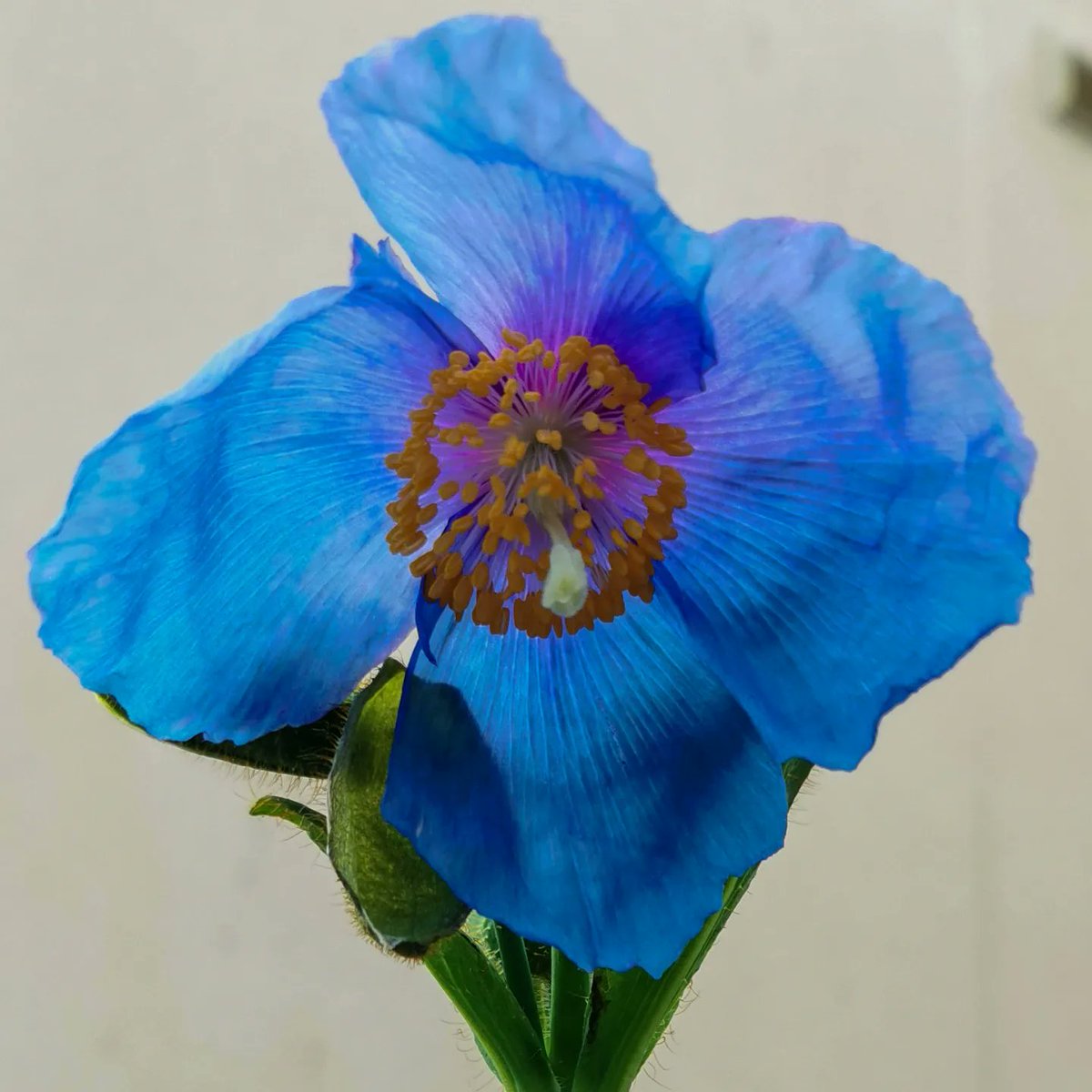 #meconopsis #lingholm

The first pic was from yesterday and the second today.

So happy to finally have one in bloom 😍

<a href="/KevockGarden/">Kevock Garden Plants</a>

#himalayanpoppy #poppy