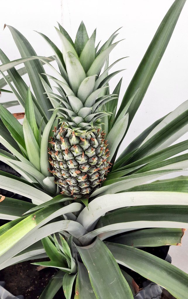 سلسلة تغريدات عن تجربتي في زراعة الاناناس الفاكهة الاستوائية الجميلة 
منزليا