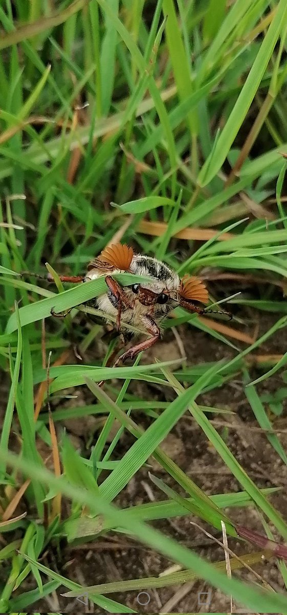Melanie_Shears's tweet photo. Not the best photo of this lovely cockchafer #beetle, but those antennae really are gorgeous! #Scarabaeidae #Coleoptera https://t.co/0FDEVRTcyk