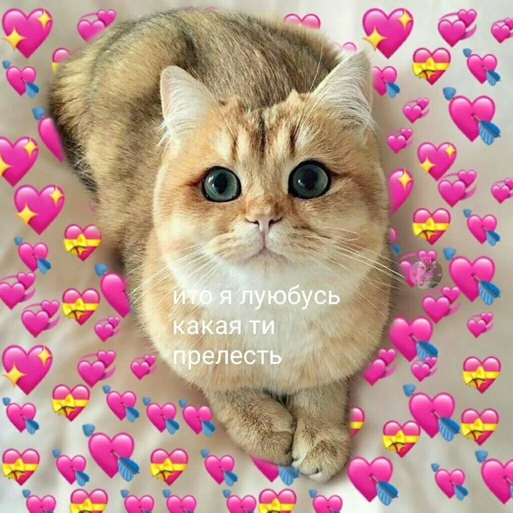 Милый котик с сердечками