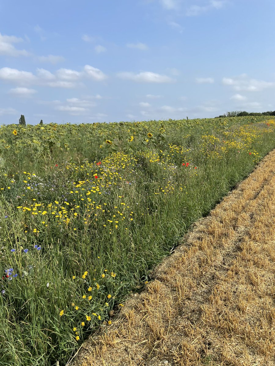 EdNesling's tweet photo. This 400 metre long beetle bank is alongside AB8 and AB16 and is one of 2 in this 100 acre field. The other one abuts a large block of AB9. Both plots are fantastic at putting wildlife right into the middle of these large arable fields. https://t.co/LZwD9omgxH