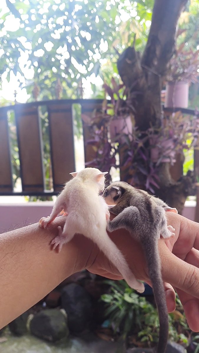 glidersugar_'s tweet photo. Classic grey het leu 
Jantan umur 1 bulan OOP

300K https://t.co/OJVkBYwzZx