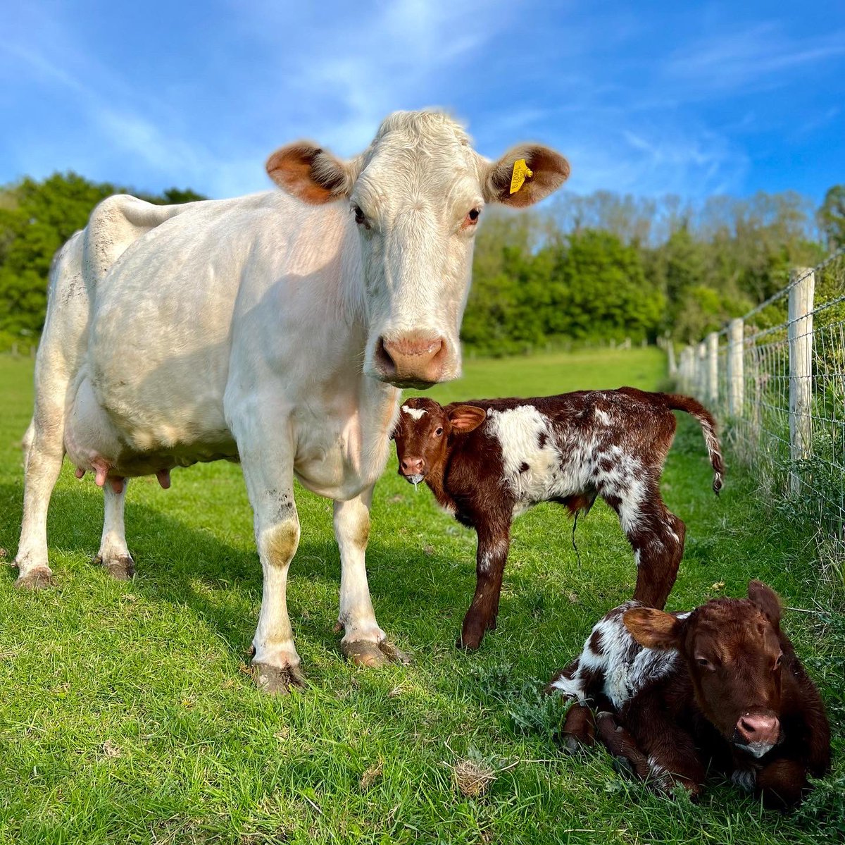 Florence Mannerings tweet media