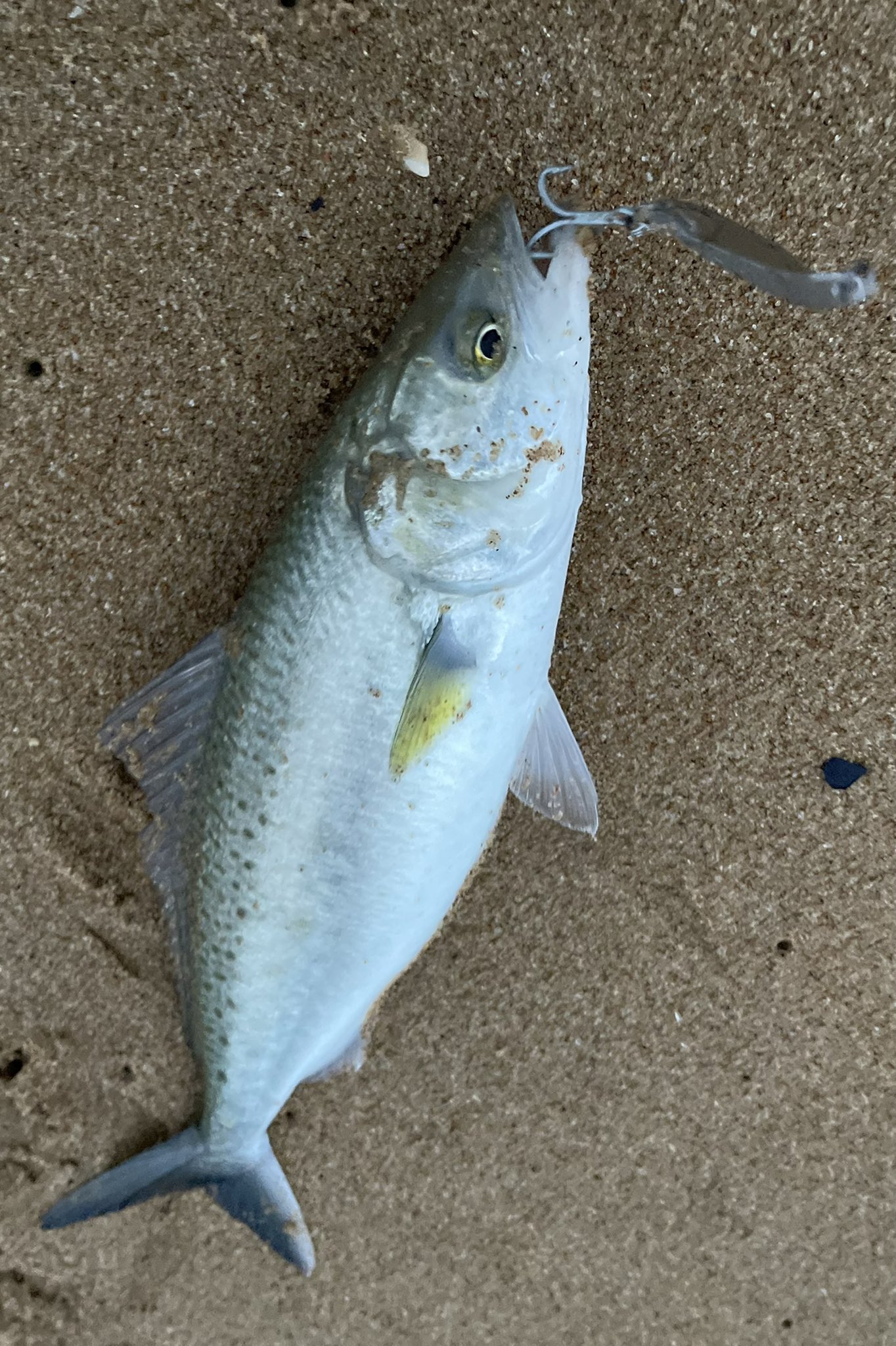 Herbert Hodgson on X: Metal lures and Australian Salmon on 4lb