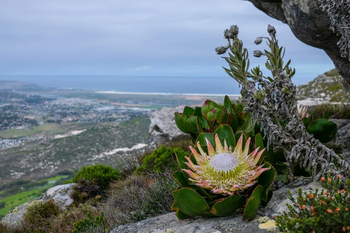 Ian Skene tweet media