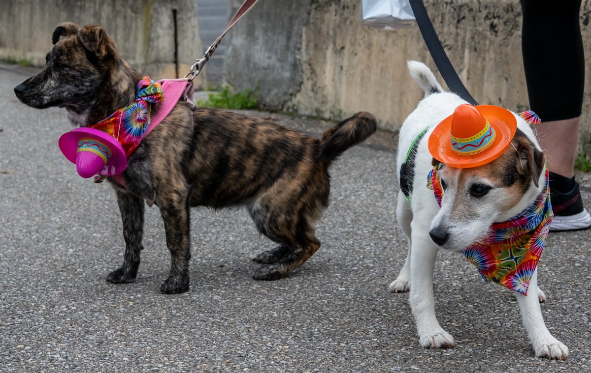 Chance To Race With Your Furry Friend