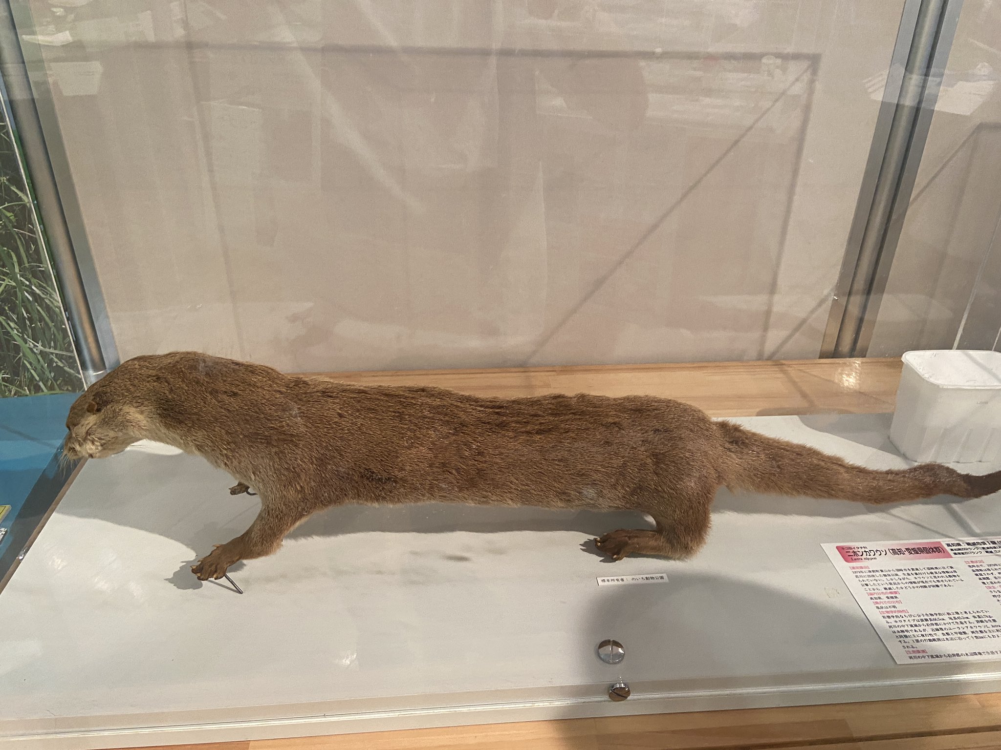 カワウソさくら on X: 