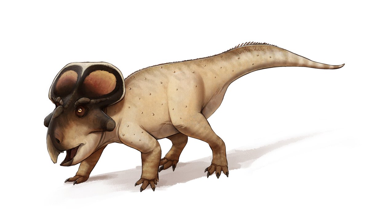 jackthevulture's tweet image. This dog got stung by too many bees or smth, somethings wrong with it. (Protoceratops andrewsi)