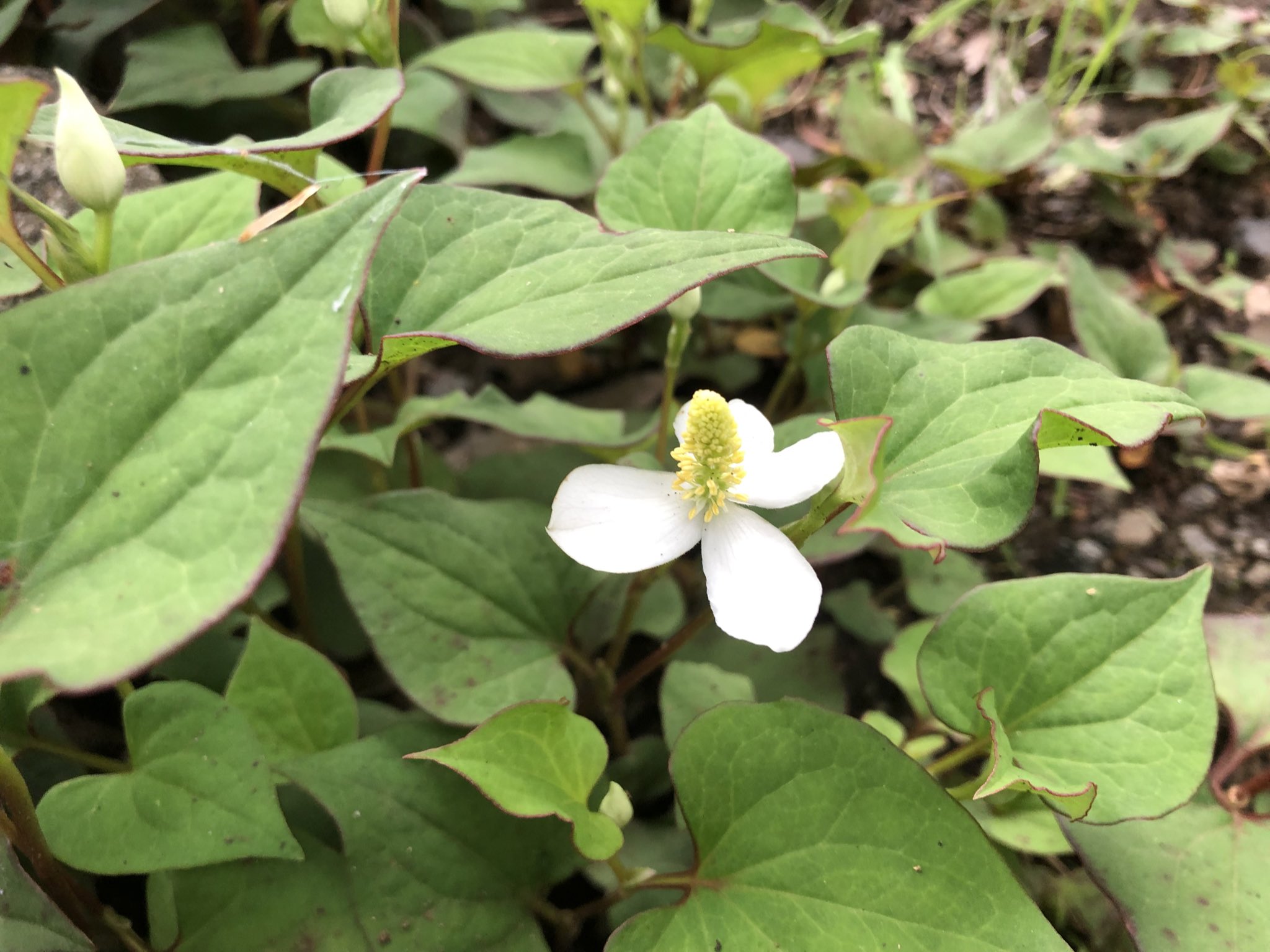 おかもとさちえ ドクダミの花言葉って白い追憶って言うらしい なんかドラマチックな響き 確かにドクダミの匂いとか嗅ぐと子どもの頃の草刈りの記憶が思い出される これが追憶か 白いかどうかは別だけれど T Co Hitohgmgrb Twitter