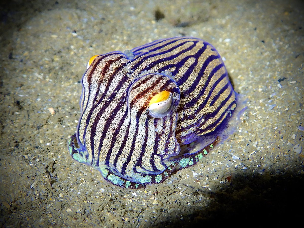 UnionSlug's tweet photo. @ZeroProphesy @ApostateXx @IdiotTracker @ej_leonard78 @Wolfie_Rankin Syd has blue lined octopuses (one of 3 subspecies). Spotted them plenty of times diving - particularly around Mosman. That said, they're quite shy &amp; I've mostly sighted them at night.

We never talk about our cute animals, though! We also have pyjama squid. Cutest dumplings out. https://t.co/qdCs6swvTh