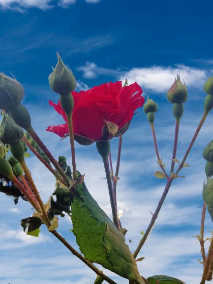 15 de mayo, mes honrando a las madres...rosa por excelencia