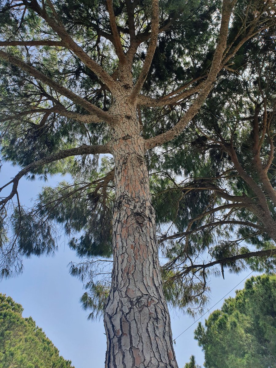 #Rüzgar ne kadar kuvvetli eserse #ağaçda o kadar #sağlam olur #Antalya