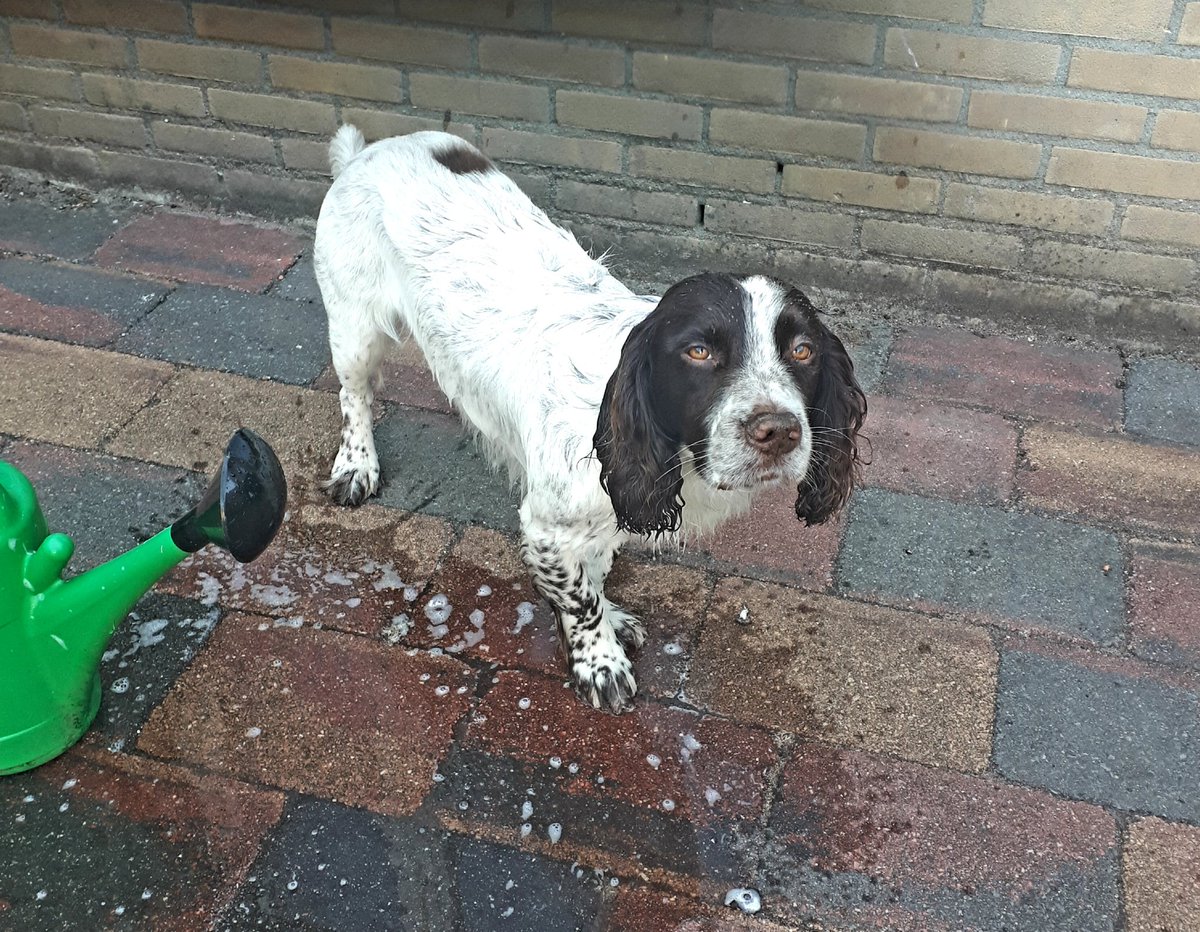 KeesTingeling's tweet photo. Ik niet blij omdat Kes in een dode vis had liggen rollen, Kes niet blij omdat hij 'in bad' moest #stinkerd #WorkingCockerSpaniel #Kes https://t.co/SECF5jaTZU