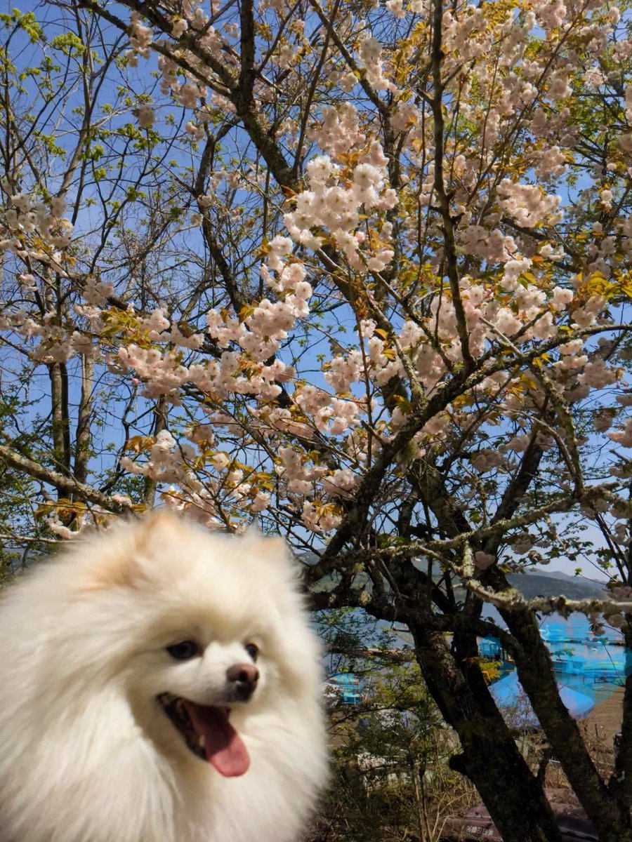 愛犬ポメの旅行記 その２💞 旅行に行く途中で、桜が咲いているところがありました.｡.:.・:*♡🌸 もう一度、春でしゅ💞 桜色の幸せを感じましゅ💞💞💞