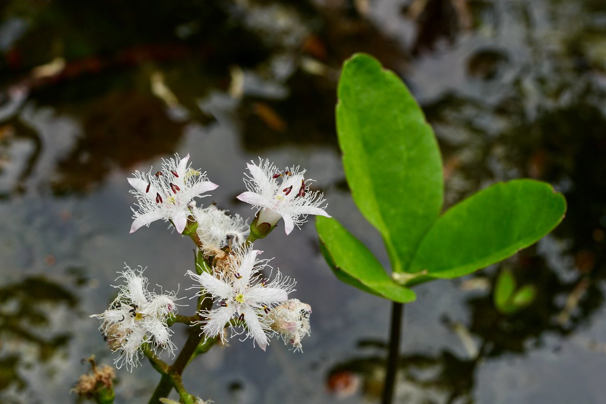 thomas_buechner's tweet photo. feathery flowers of
the #Bogbean
#Fieberklee
Menyanthes trifoliata
Berlin 2022-05-14
#botany https://t.co/lPCpSnt4f8