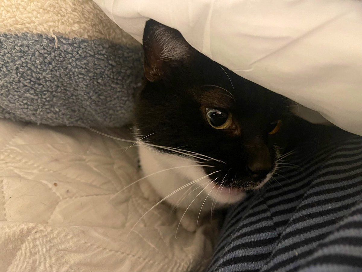 寒くなると潜り込んできます。笑
😊😸v

#おむすびkun
#潜り込む
#寒くなる