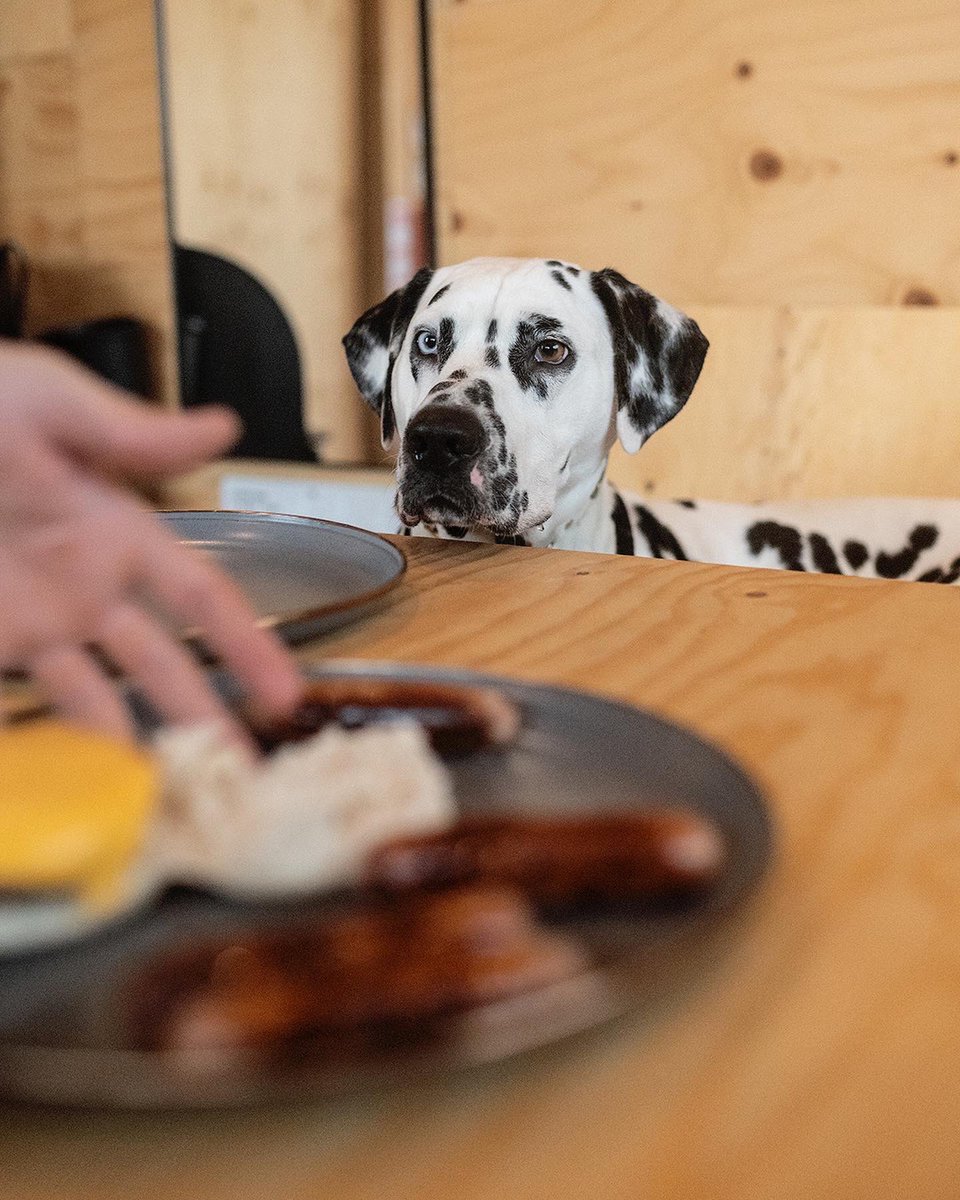 Loki The Dalmatian tweet media
