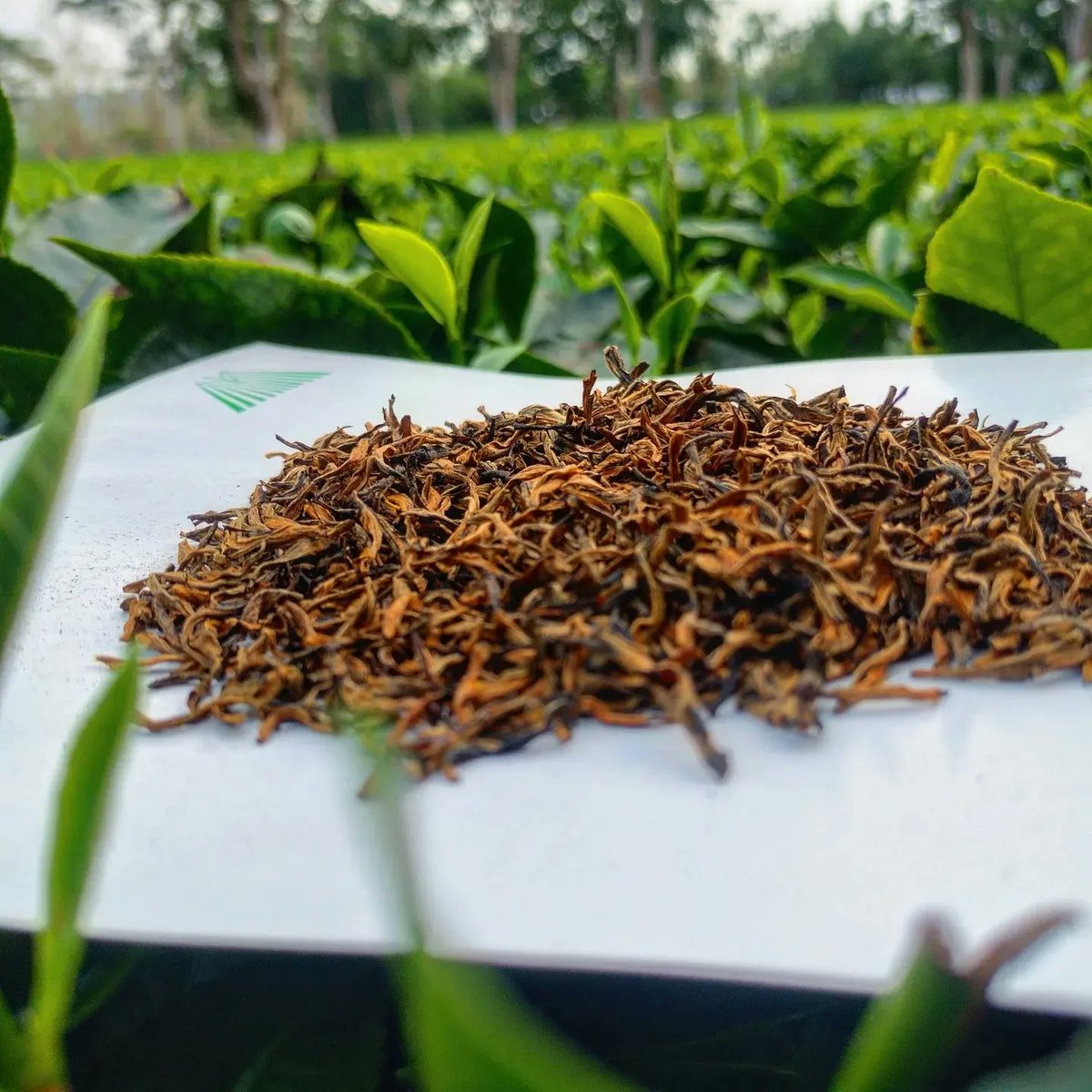 PHUKON0w's tweet photo. #Golden_Orthodox_tea
#Assam_orthodox 
#Secondflush2022
#secondflushassamtea 
#ilovetea 
#springtea 
#tealover  #assamteagarden #goldentipstea #orthodoxtea https://t.co/e2dBeYcdYd