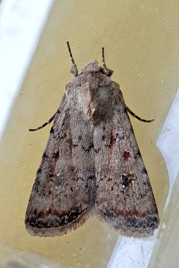 FranciscaSconce's tweet photo. Been a while since I last run the #moth trap on #WildPutney, but always a joy to see who's dropped by!
I think these are Miller, Shuttle-shaped Dart, Pale Mottled Willow & our beetle friend the Cockchafer.
#MothsMatter #TeamMoth #entomology #insects https://t.co/eSwBwm5X3S