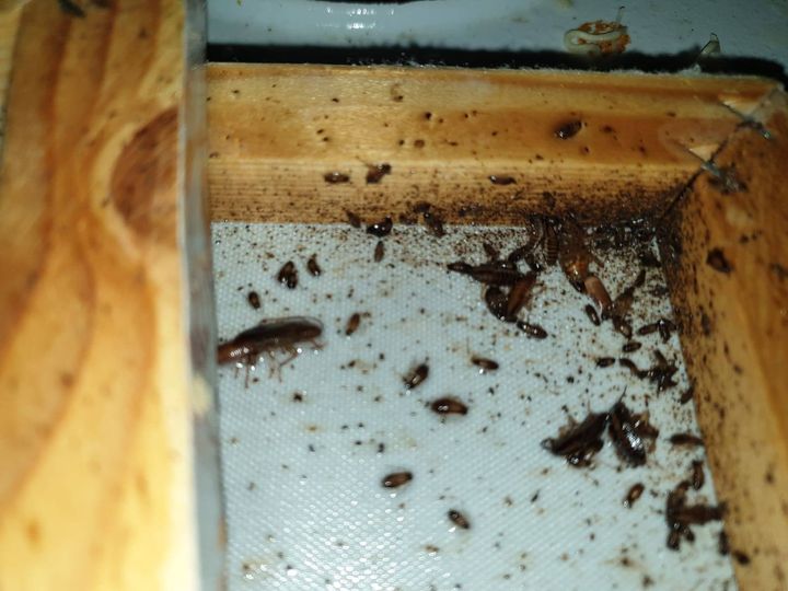 Cockroaches can cause allergies and trigger asthma attacks, especially in children. They can also spread nearly 33 different kinds of bacteria.
Find out more about our insect control services here➡️  bit.ly/3cH7J0O