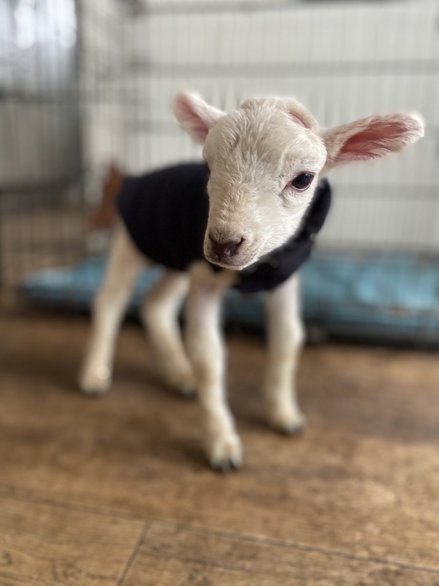 Little Spider the micro lamb. I found him buried in the straw, trampled by the ewes, but against all the odds he has survived. He hasn’t grown much and he’s still got gangly legs but he’s a feisty little thing #lamb #petlamb #lambing #sheep