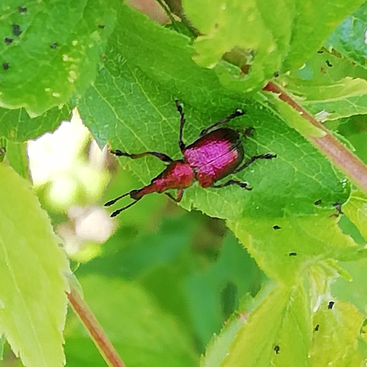 Nice couple of hours at Abberton yesterday Spoonbill, Cuckoo's and a Hobby and this beetle Byctiscus Populi?