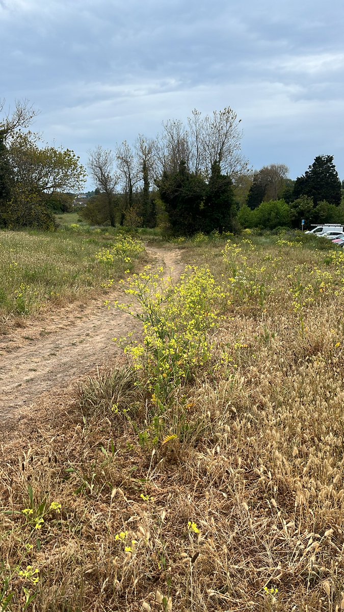 PRSangan's tweet photo. Out at the #ecojersey #parishcleanup in #grouville at long beach come along and lend a hand to  clean up the area. #jersey https://t.co/lkwGcPucgt