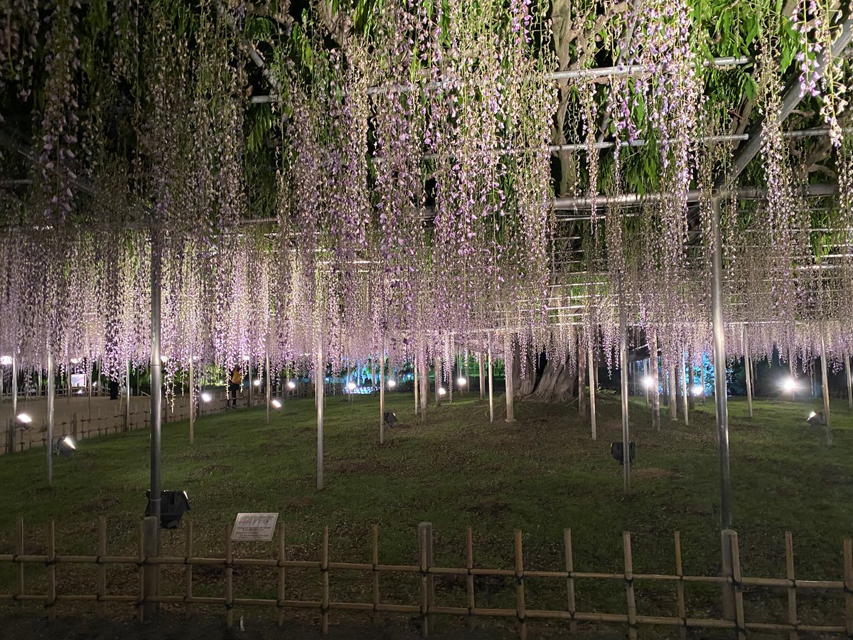 oshiyodakao's tweet photo. 足利フラワーパークにて・・・｢大藤まつり｣

ここは現世と切り離された神の住むところ・・・

大藤の香りに溺れてしまいそうだったよ😊

また来年も行きたいな🥰 https://t.co/D1tD9vLxfu