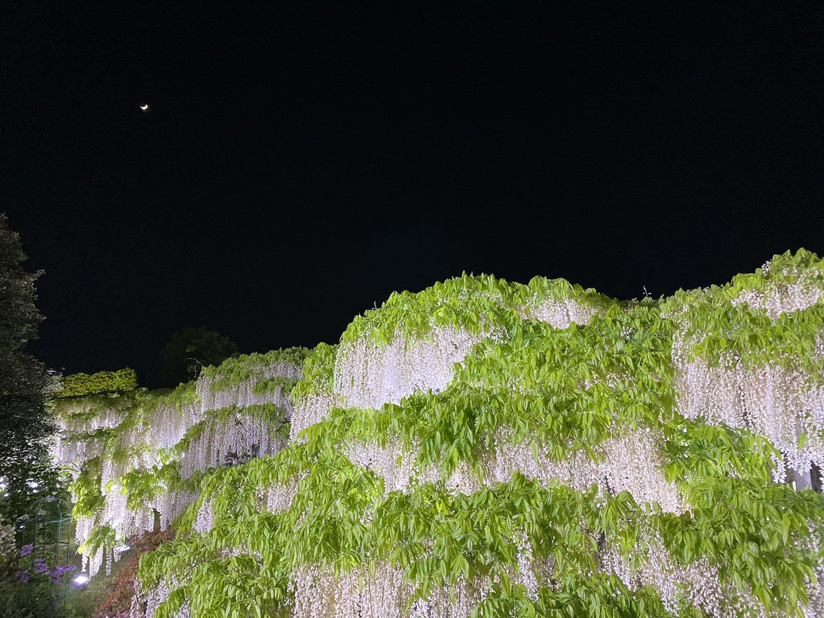 oshiyodakao's tweet photo. 足利フラワーパークにて・・・｢大藤まつり｣

ここは現世と切り離された神の住むところ・・・

大藤の香りに溺れてしまいそうだったよ😊

また来年も行きたいな🥰 https://t.co/D1tD9vLxfu