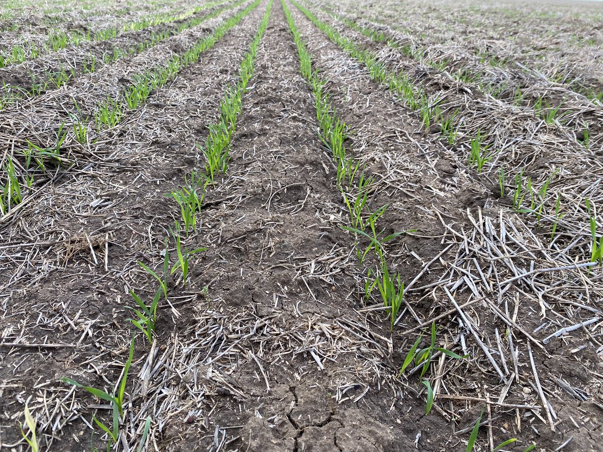 zordsinhorsh's tweet photo. Sheriff wheat on imi lentil stubble at Horsham, overwatch ibs, sown with Morris c2. @InterGrain1 @FMCANZ https://t.co/aQhjx2AZLL
