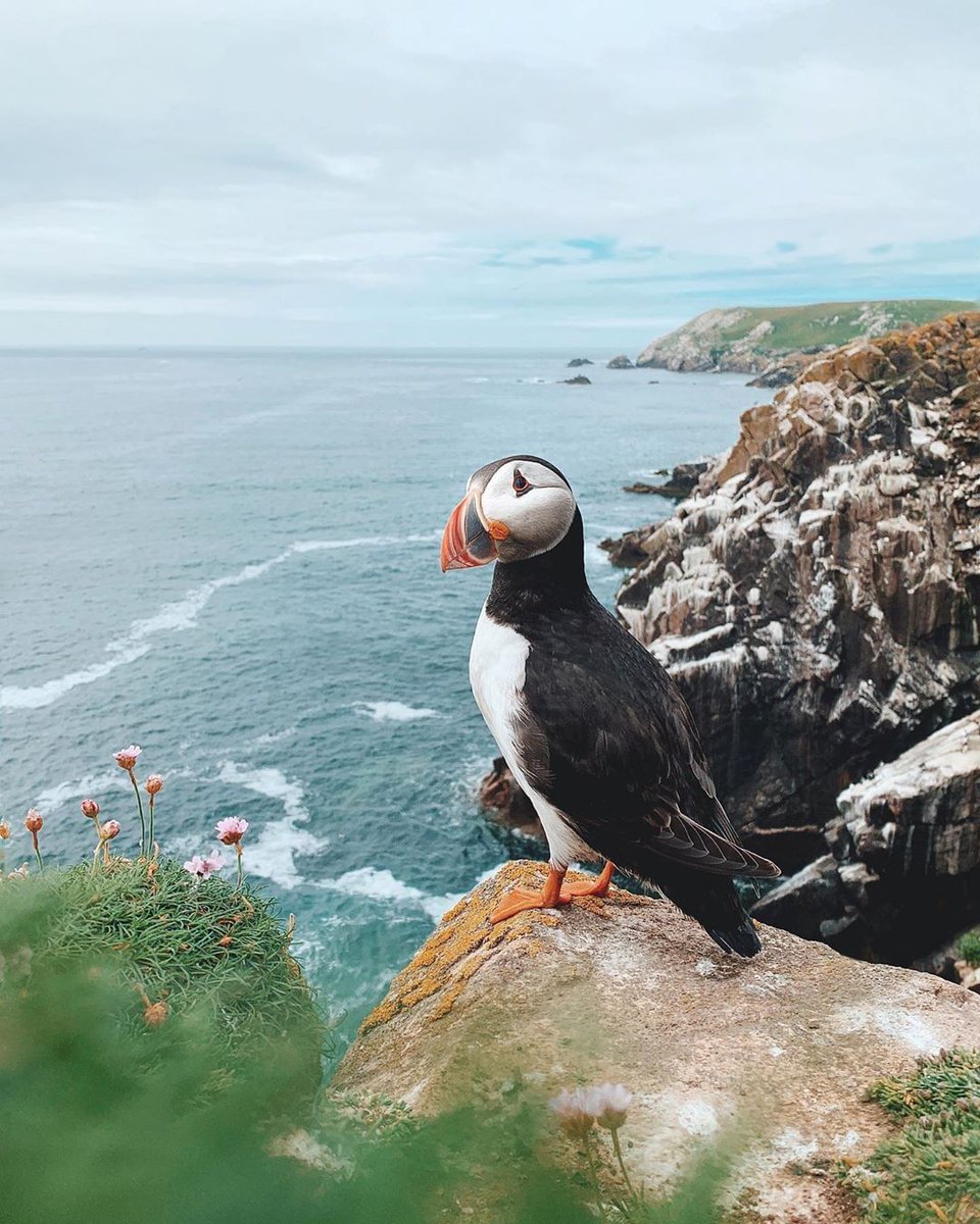 LoveIreland3's tweet photo. Take a moment to enjoy the beauty of this cheeky puffin! 🐧💚 Cheers @johnbozinov for this lovely picture from the Saltee Islands, County Wexford.
Places to visit In Ireland https://t.co/Gkbd5T1X3D https://t.co/vSL30hmkvq