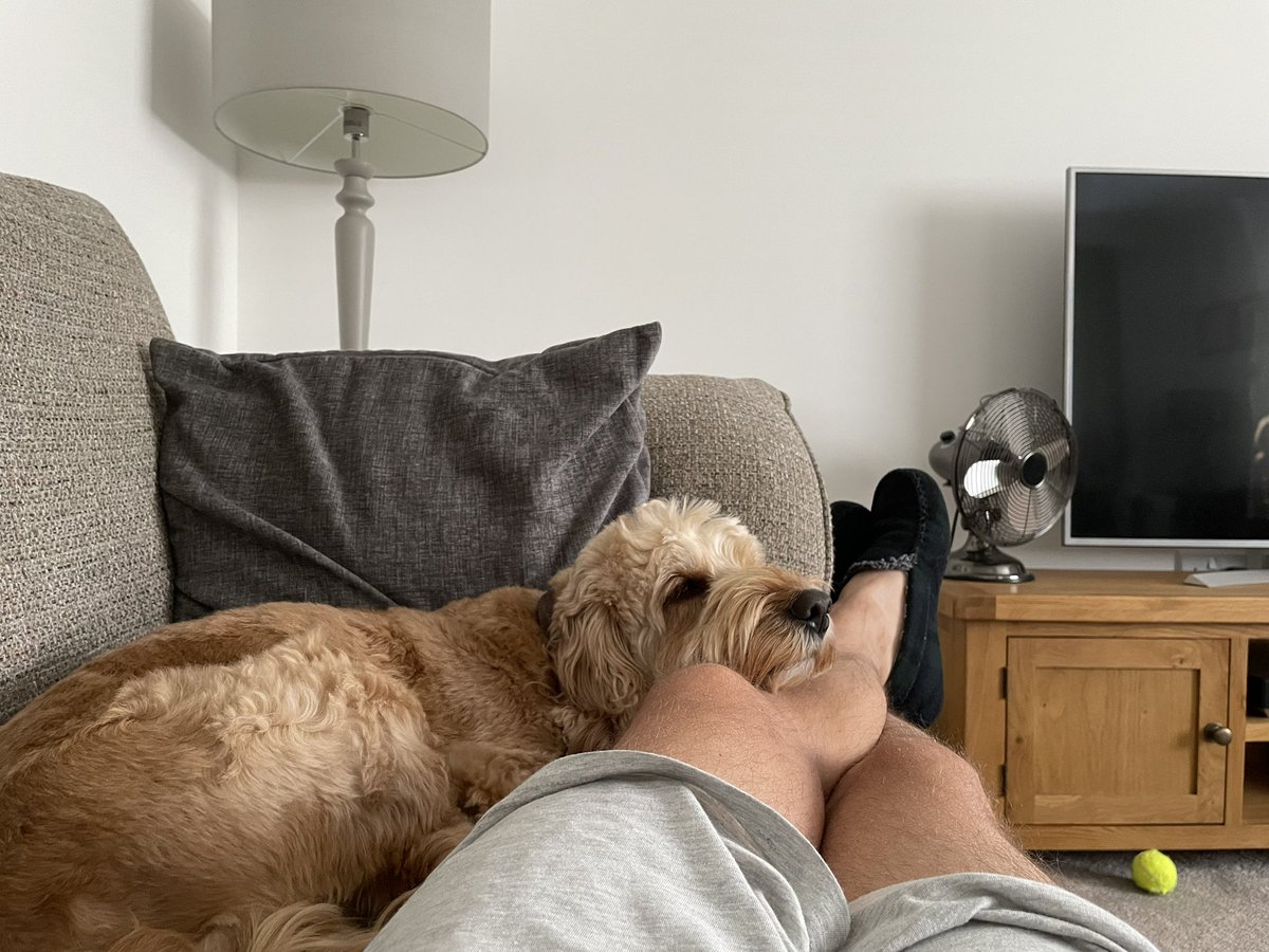 craigdewar76's tweet photo. Sleepy pups always find the sunny spot! ☀️😴😂 #cockapoo #cockapoosofinstagram #cockapoopuppy #cockapoouk #cockapoolife #boglebrig #handsomehenry #cockapoolove #cockapoocrazy #cockapoolovers #dog #cockapoocute #rosie #dogdad https://t.co/sLzHdcna2I