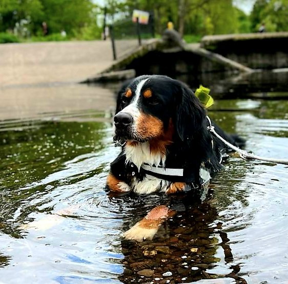 ButtonBernese's tweet image. Just me being me #bernese #bernesemountaindog #berner
