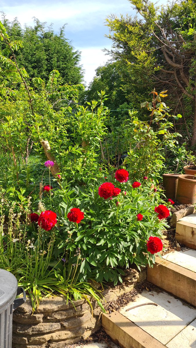 lucnahabedian's tweet photo. I may be between night shifts but nothing beats seeing the beautiful blooms in the early morning sun ☺️ #recharge #onemorenighttogo https://t.co/HimkK2V9jf