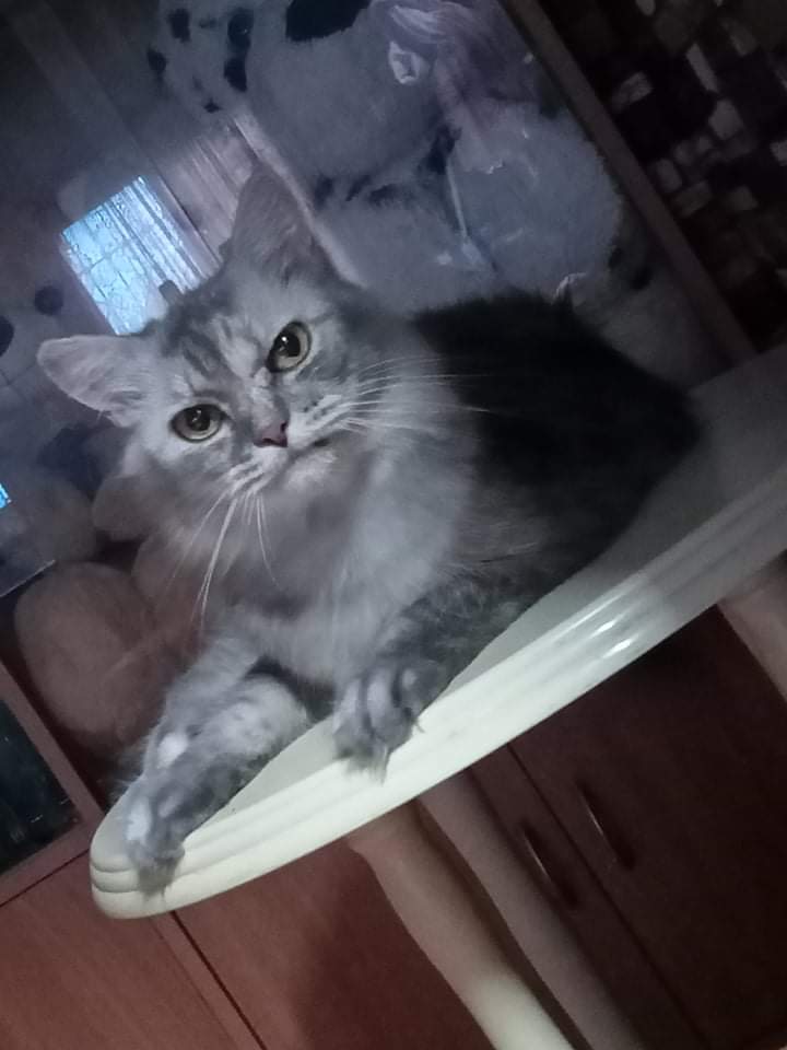 MjYap7683's tweet photo. @thekittenwinksy #MyGrumpyCat https://t.co/l3ss0hgwRO