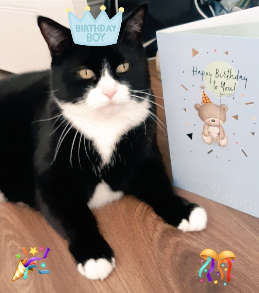Yay its my Birthday today and I am 9🎂🥳🥳🎉🎉🎈🎈🎁 🎵Happy Birthday to me🎵
🎵Happy birthday to meeeee🎵 Happy birthday to me🎵
#CatsOfTwitter #HappyBirthdayToMe #AdoptDontShop #AdoptDontBuy #KindnessMatters