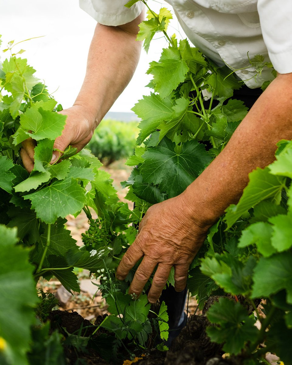 Estamos seguros de que no es casualidad que San Isidro y el Día Internacional de la Familia se celebren a la par. Feliz día a las mas de 375 familias de agricultores que forman parte de este #SentimientoGarnacha