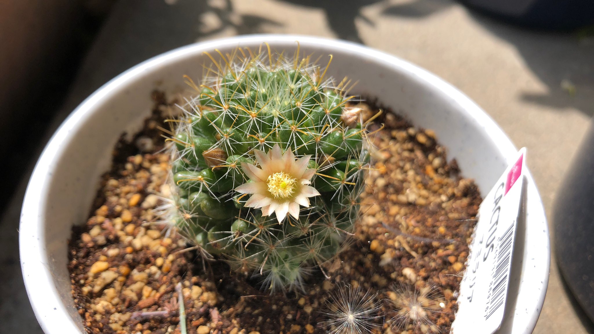 バンサのエサ 色々調べて 育てやすい種類のサボテンであるマミラリアをダイソーで買ってきて 最近株の状態が元気だなと思ってきたら蕾を持っていて 今朝観たら可愛い花が咲いていた まだひと月くらいの付き合いとはいえ 花咲かせることができたの バンサのエサ 色々調べて 育てやすい種類のサボテンであるマミラリアをダイソーで買ってきて 最近株の状態が元気だなと思ってきたら蕾を持っていて 今朝観たら可愛い花が咲いていた まだひと月くらいの付き合いとはいえ 花咲かせることができたの