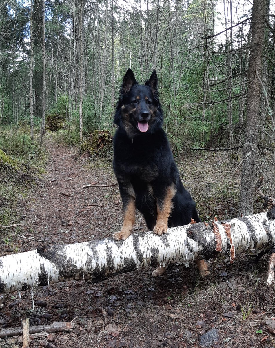 Jyväskylään on tupsahtanut taas uusi luontopolku 🐿🌿 Teki mieli piirtää kannolle silmät, mutta luonto ei moista salli. Metsässä mieli lepää 😊
#luontopolku #jyväskylä #LuontoHoitaa <a href="/JKL_kaupunkiymp/">Jyväskylän kaupunkiympäristö</a> #kuntakoira <a href="/JKLn_kaupunki/">Jyväskylän kaupunki</a>