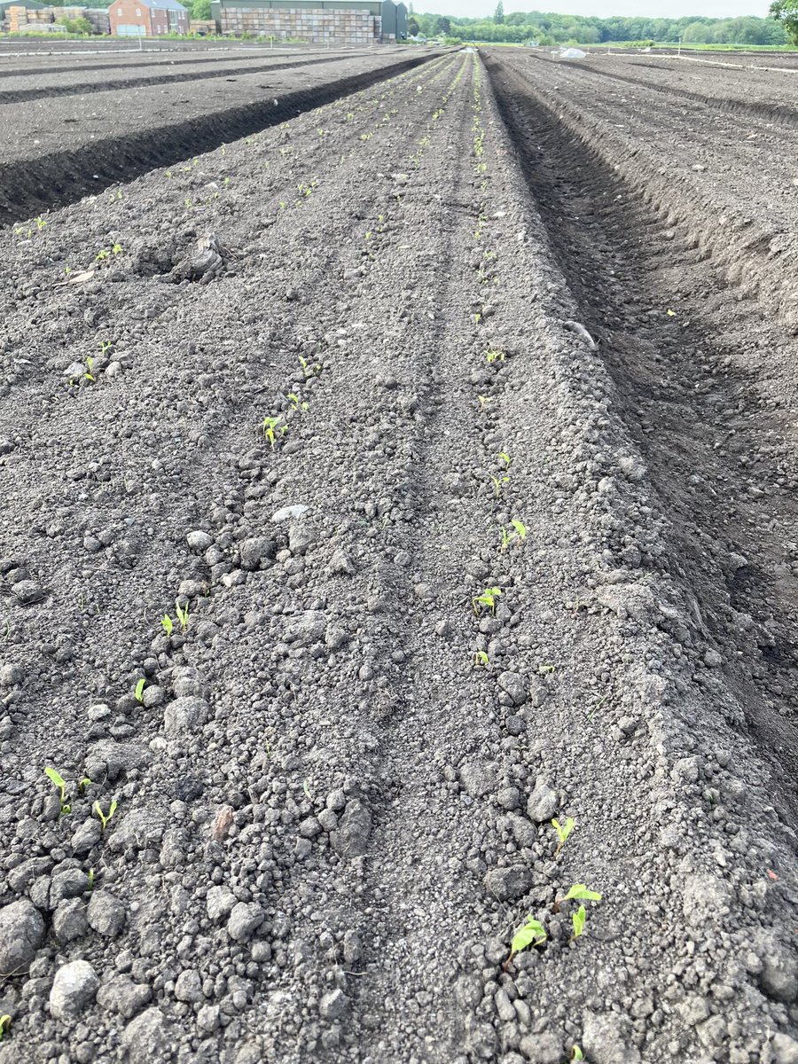 Drilling our 22/23 crops in good conditions over the last couple of weeks #hedging #trees <a href="/LiamCupit/">Liam Cupit</a> <a href="/WillRimmer1/">Will_Rimmer</a> <a href="/agronomysmith/">Tom Smith</a>