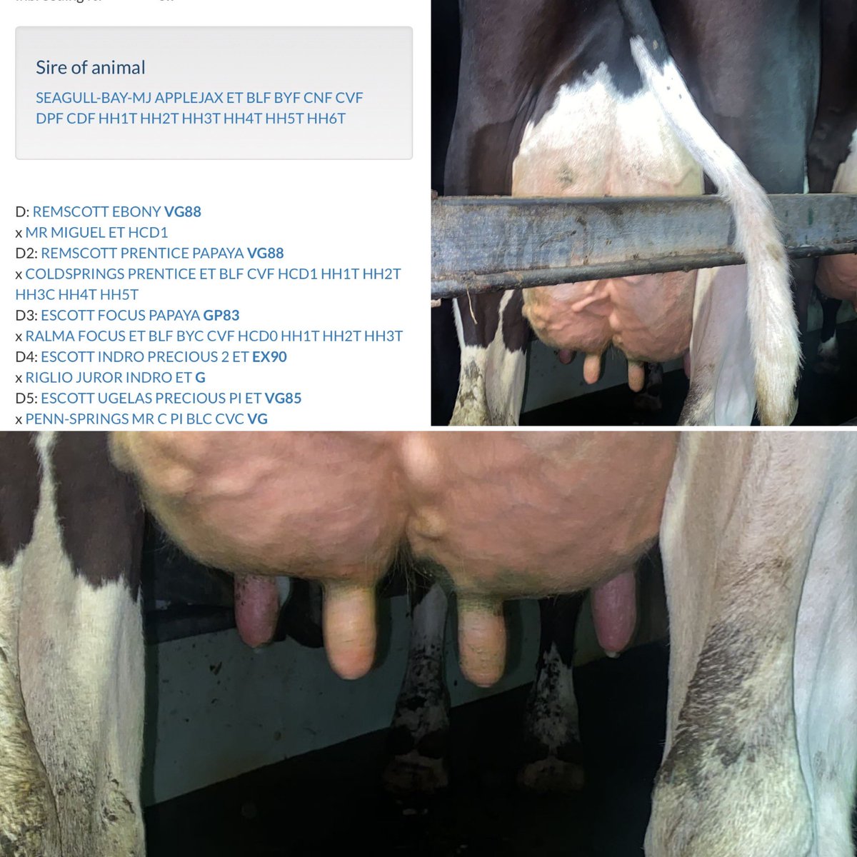 richie3068's tweet photo. The continued shameless plugging of my cows for @leekauctions Tuesday… taken just before she put 27 litres in the tank #teamday #applejax #moderncow https://t.co/Rht7i4PsDv
