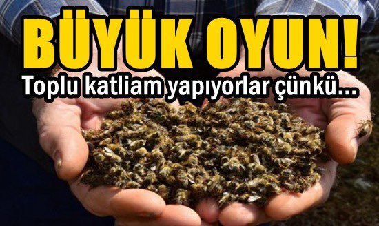 yazarmuratakan's tweet photo. -Tüm dünyada toplu arı ölümleri yaşanıyor.
-Tekirdağ’da çok stratejik bir arıcılık projesine sabotaj yapıldı.
Peki neler oluyor, toplu arı ölümleri neyin işareti?…👇
https://t.co/0eMhgoKFdA https://t.co/Z7LwCCgRu8