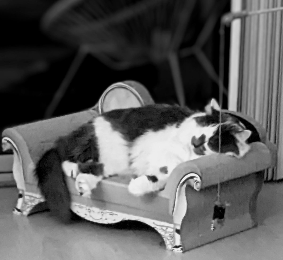 beanieslounge's tweet photo. B&amp;W sleeping beauty ❤️
#cat #catgirl #cats #CatsofTwittter #beauty https://t.co/evW8VUVlVy