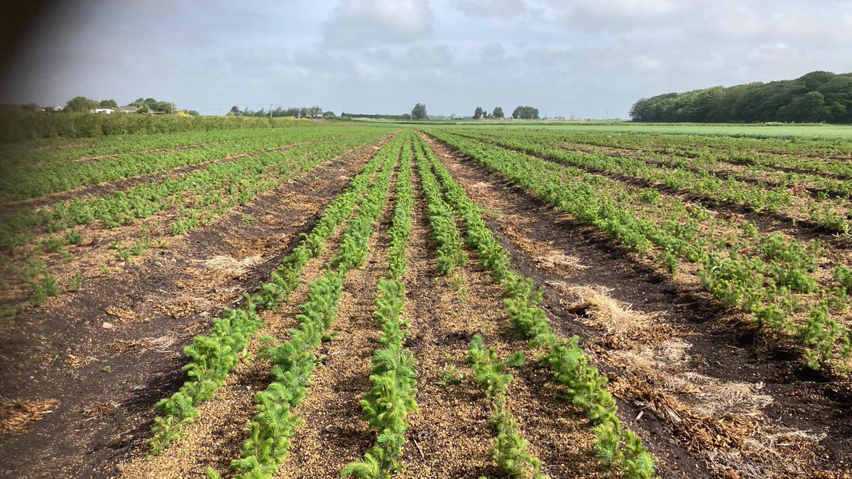 Our year 2 sitka spruce loving the spring weather 👌<a href="/WillRimmer1/">Will_Rimmer</a> <a href="/LiamCupit/">Liam Cupit</a> <a href="/agronomysmith/">Tom Smith</a>