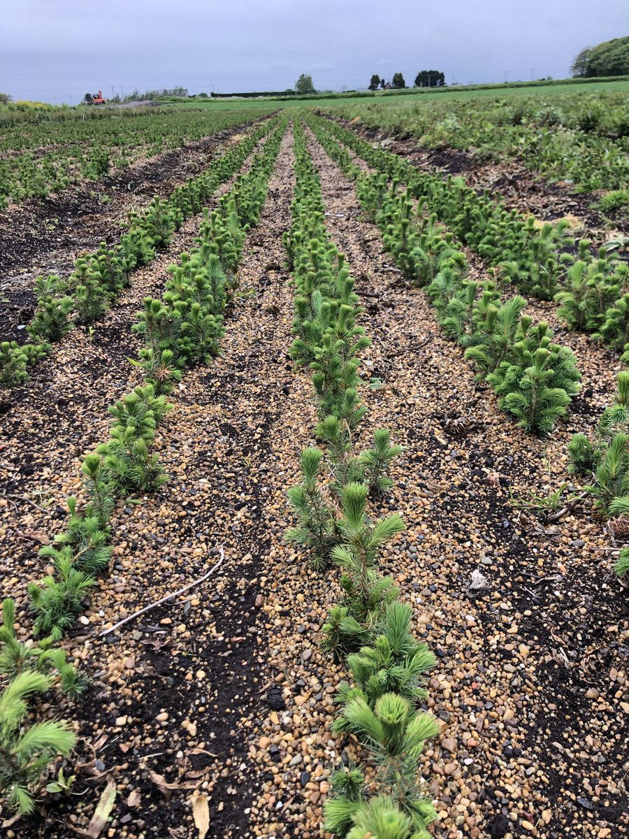 MossGrowers's tweet photo. Our year 2 sitka spruce loving the spring weather 👌@WillRimmer1 @LiamCupit @agronomysmith https://t.co/dlENVRxYRA