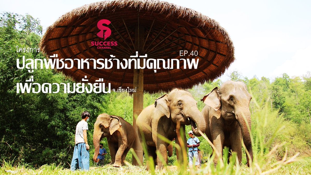 SuccessChTv's tweet photo. The Success EP.40: โครงการปลูกพืชอาหารช้างที่มีคุณภาพ เพื่อความยั่งยืน จ.เชียงใหม่
Youtube: https://t.co/0p7viMXgPA
Facebook: https://t.co/v4fFV0U4en
#TheSuccess #ปางช้าง #หญ้าเนเปียร์ https://t.co/NhQX3p2qrt